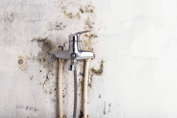 Best Local Mold Removal Service  in Cheviot, OH