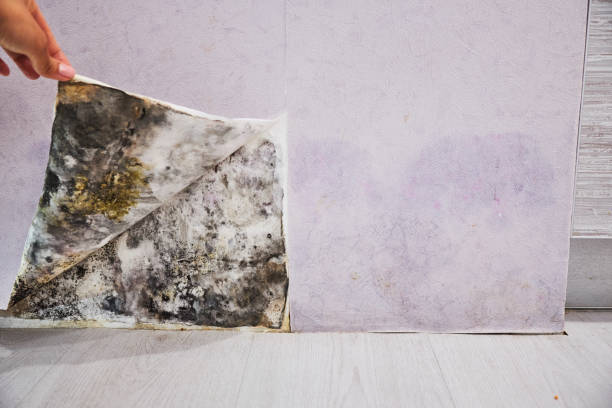 Best Attic Mold Removal  in Cheviot, OH